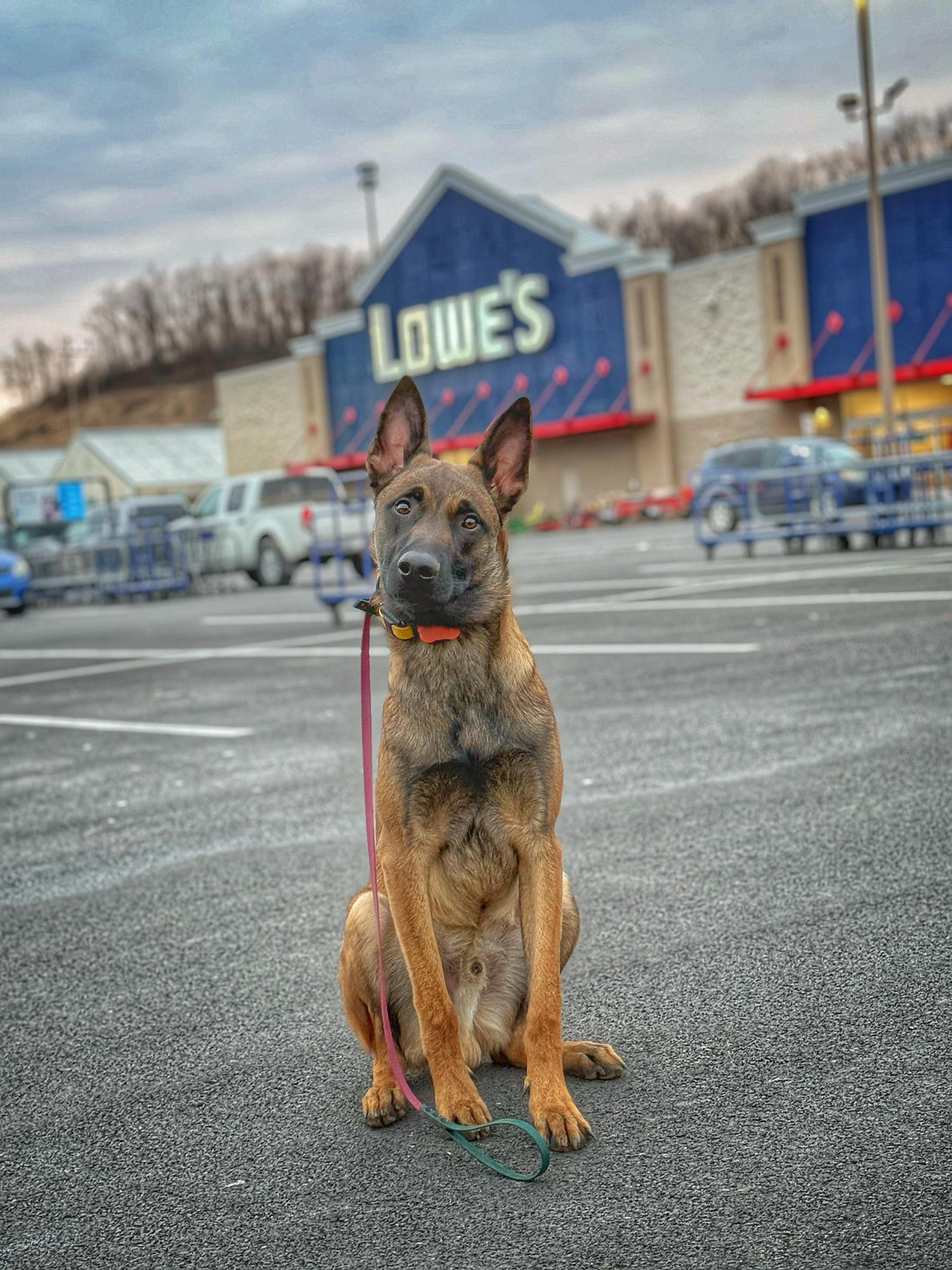 How to Build Confidence in an Anxious Dog: A Guide to Stress-Free Walks