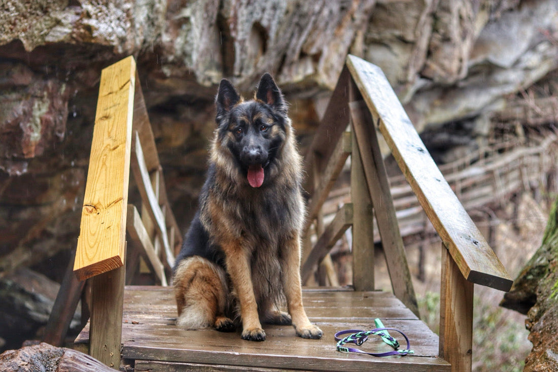 Ace’s Story: From Pulling Chaos to Calm Confidence