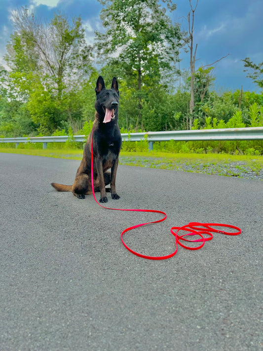 Unleash the Power of Control and Style: Introducing Our Latest Dog Leashes